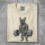 Muscular French bulldog lifting a barbell, Comfort Colors tag at neck.