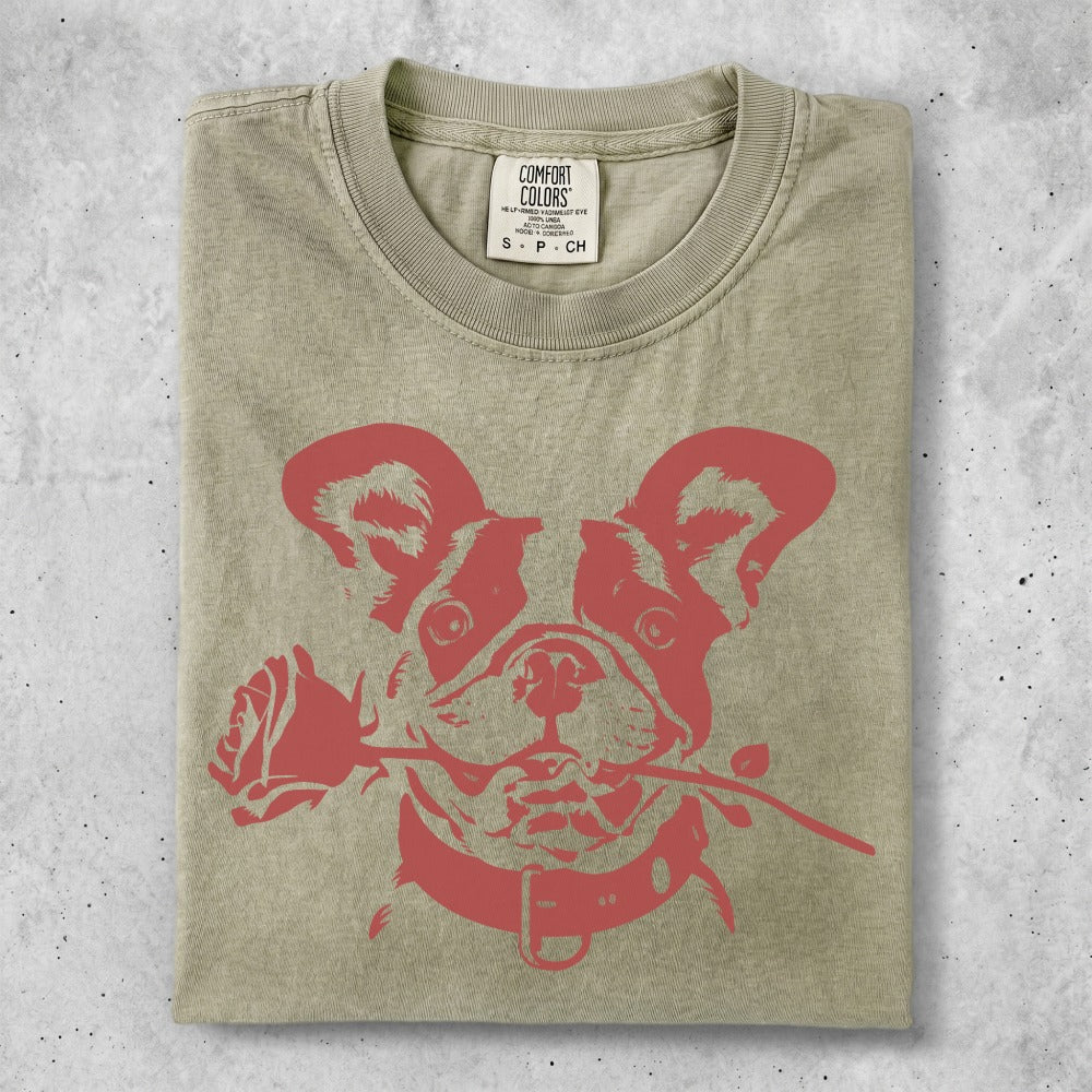 French bulldog wearing a collar, holding a rose in its mouth.