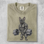 Muscular French bulldog holding a barbell.